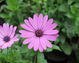 Dvoutvárka 'Margarita Lilac'