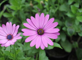 Dvoutvárka 'Margarita Lilac' - Osteospermum ecklonis 'Margarita Lilac'