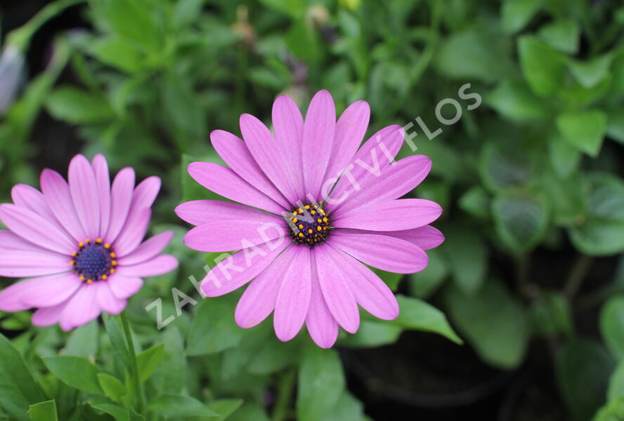 Dvoutvárka 'Margarita Lilac' - Osteospermum ecklonis 'Margarita Lilac'