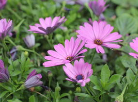 Dvoutvárka 'Margarita Lilac' - Osteospermum ecklonis 'Margarita Lilac'