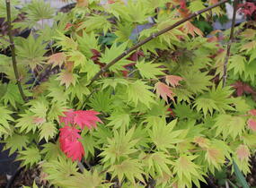 Javor shirasawanský 'Moonrise' - Acer shirasawanum 'Moonrise'