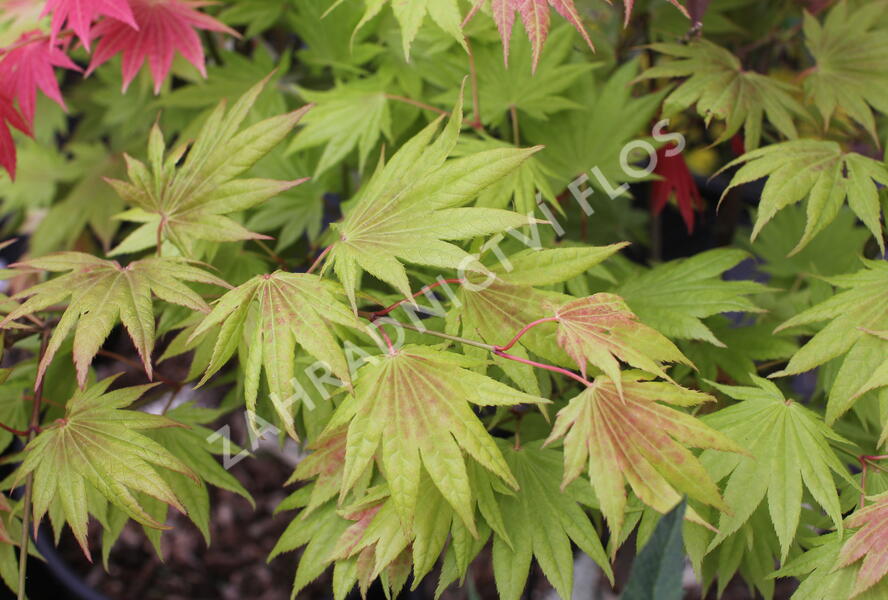 Javor shirasawanský 'Moonrise' - Acer shirasawanum 'Moonrise'