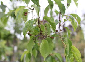 Višeň chloupkatá 'Pendula' - Prunus subhirtella 'Pendula'