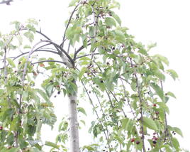 Višeň chloupkatá 'Pendula'