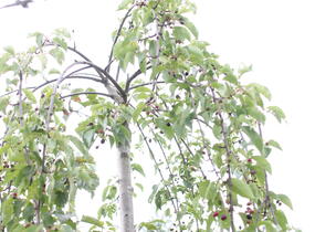 Višeň chloupkatá 'Pendula' - Prunus subhirtella 'Pendula'
