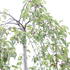 Prunus subhirtella 'Pendula'.JPG