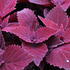 Coleus blumei 'Second Street'_1.JPG