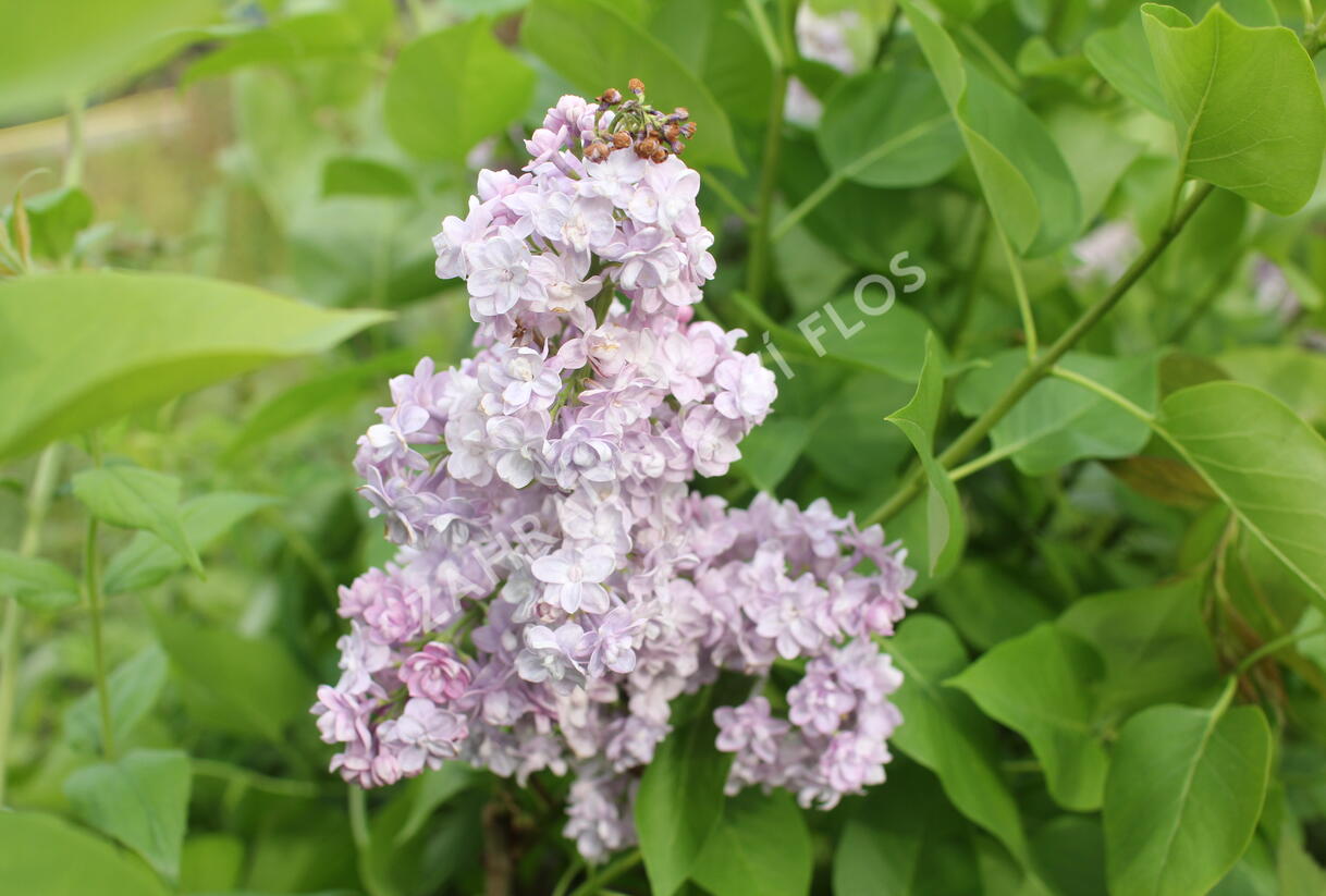 Šeřík obecný 'Michel Buchner' - Syringa vulgaris 'Michel Buchner'