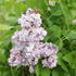 Syringa vulgaris 'Michel Buchner'.JPG