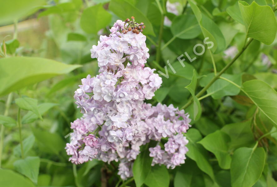 Šeřík obecný 'Michel Buchner' - Syringa vulgaris 'Michel Buchner'