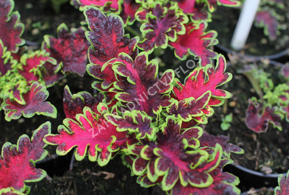 Pochvatec, Pokojová kopřiva 'Malibu Red-Green' - Coleus blumei 'Malibu Red-Green'