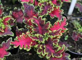 Pochvatec, Pokojová kopřiva 'Malibu Red-Green' - Coleus blumei 'Malibu Red-Green'