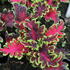 Coleus blumei 'Malibu Red-Green'.JPG