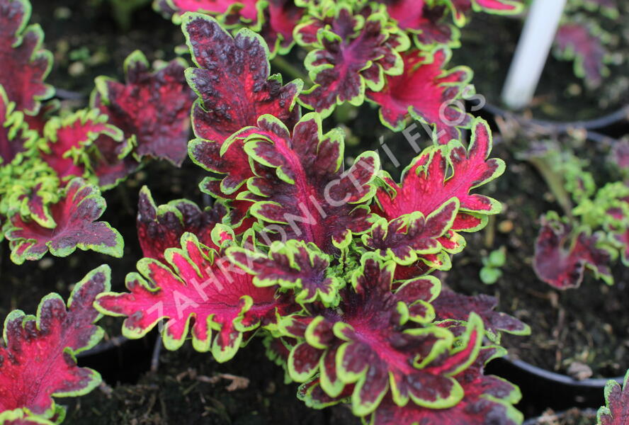 Pochvatec, Pokojová kopřiva 'Malibu Red-Green' - Coleus blumei 'Malibu Red-Green'