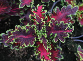 Pochvatec, Pokojová kopřiva 'Malibu Red-Green' - Coleus blumei 'Malibu Red-Green'