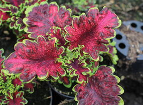 Pochvatec, Pokojová kopřiva 'Malibu Red-Green' - Coleus blumei 'Malibu Red-Green'