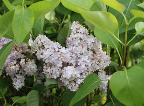 Šeřík obecný 'Madame Antoine Buchner' - Syringa vulgaris 'Madame Antoine Buchner'