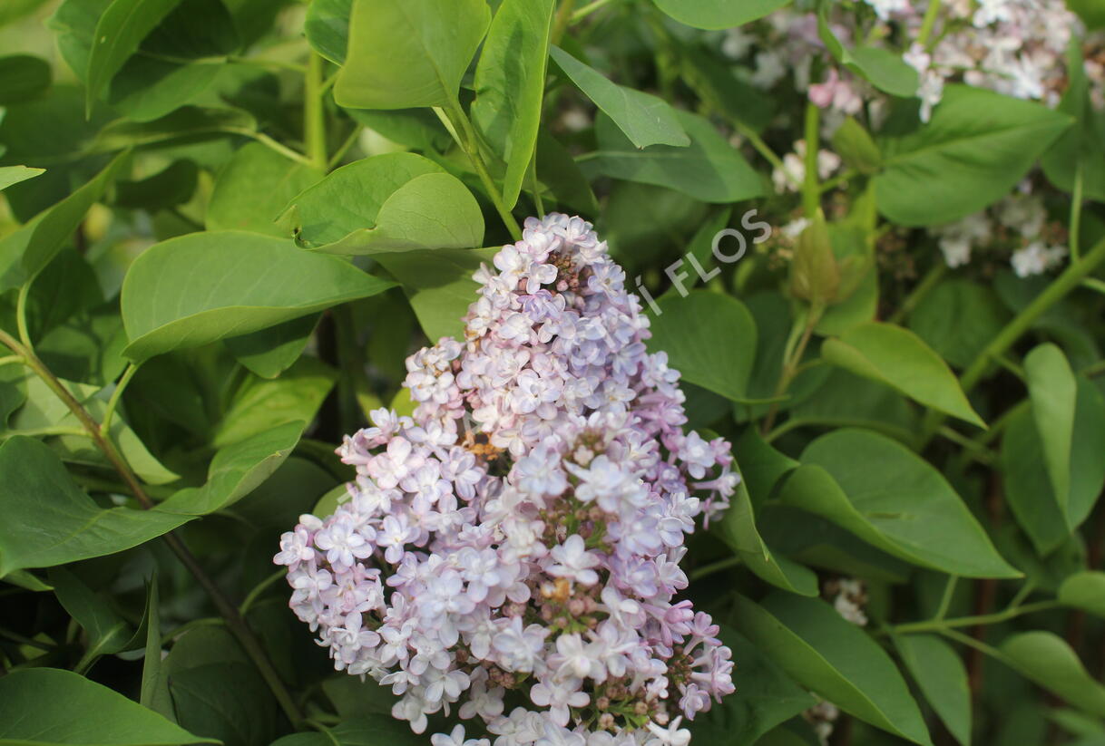 Šeřík obecný 'Madame Antoine Buchner' - Syringa vulgaris 'Madame Antoine Buchner'