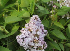 Šeřík obecný 'Madame Antoine Buchner' - Syringa vulgaris 'Madame Antoine Buchner'