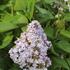 Syringa vulgaris 'Madame Antoine Buchner'.JPG