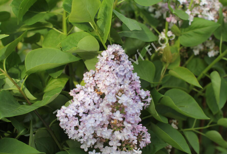 Šeřík obecný 'Madame Antoine Buchner' - Syringa vulgaris 'Madame Antoine Buchner'