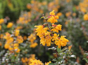 Dřišťál Darwinův - Berberis darwinii