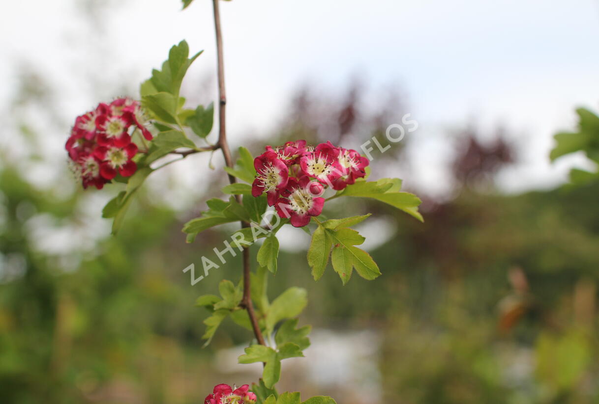 Hloh obecný 'Crimson Cloud' - Crataegus laevigata 'Crimson Cloud'