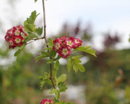 Hloh obecný 'Crimson Cloud'
