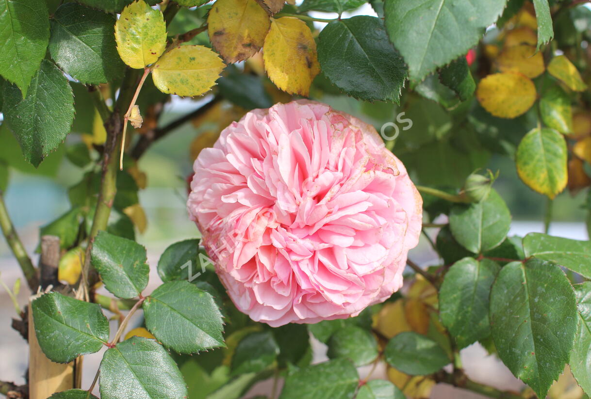 Růže velkokvětá Tantau 'Chippendale' - Rosa VK 'Chippendale'