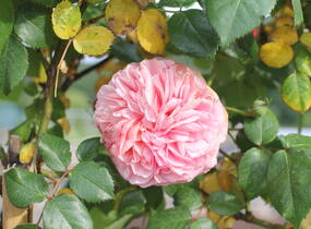 Růže velkokvětá Tantau 'Chippendale' - Rosa VK 'Chippendale'