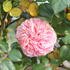 Rosa VK 'Chippendale'.JPG