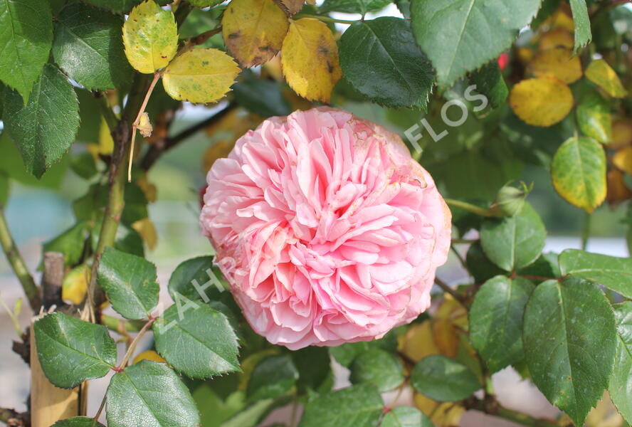 Růže velkokvětá Tantau 'Chippendale' - Rosa VK 'Chippendale'
