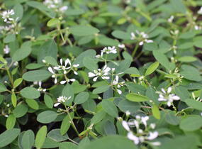 Pryšec třezalkovitý 'Starpleasure White' - Euphorbia hypericifolia (Chamaesyce) 'Starpleasure White'