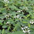 Euphorbia hypericifolia (Chamaesyce) 'Starpleasure White'_1.JPG