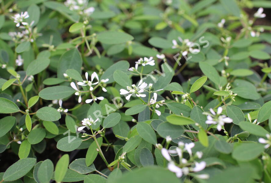 Pryšec třezalkovitý 'Starpleasure White' - Euphorbia hypericifolia (Chamaesyce) 'Starpleasure White'