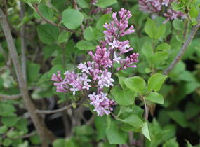 Šeřík malolistý 'Superba' - Syringa microphylla 'Superba'