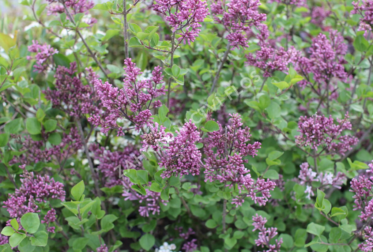 Šeřík malolistý 'Superba' - Syringa microphylla 'Superba'