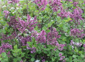 Šeřík malolistý 'Superba' - Syringa microphylla 'Superba'