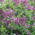 Syringa microphylla 'Superba'_1.JPG