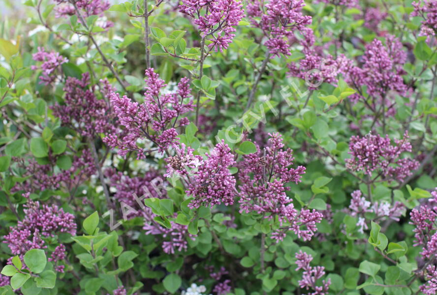 Šeřík malolistý 'Superba' - Syringa microphylla 'Superba'