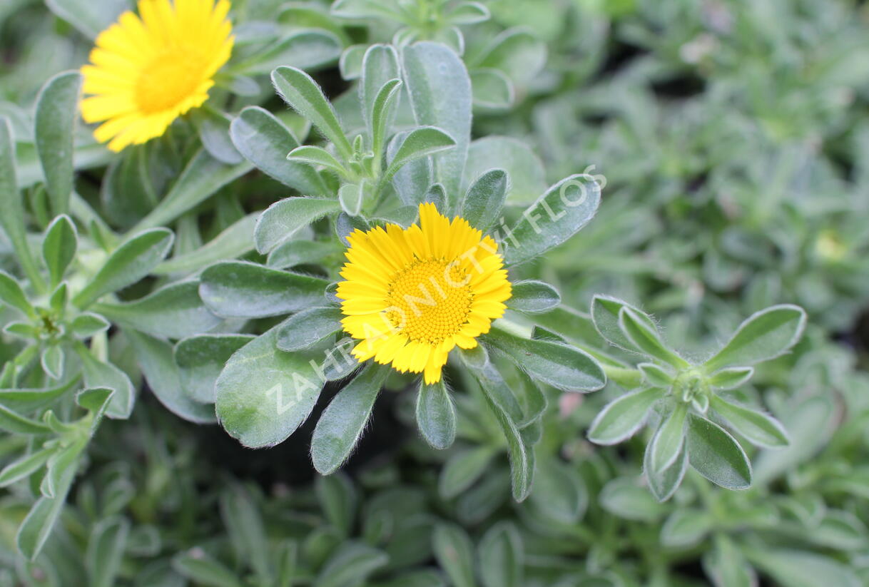 Hvězdička přímořská 'Collis' - Asteriscus maritimus 'Collis'