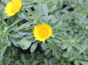 Hvězdička přímořská 'Collis' - Asteriscus maritimus 'Collis'