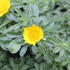 Asteriscus maritimus 'Collis'_1.JPG