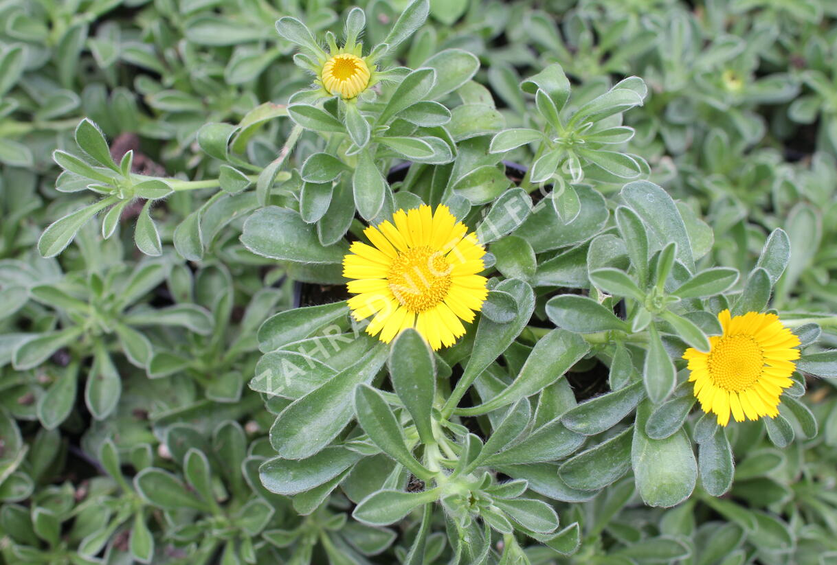 Hvězdička přímořská 'Collis' - Asteriscus maritimus 'Collis'