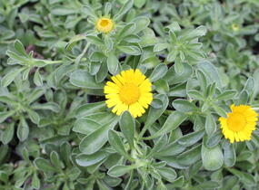 Hvězdička přímořská 'Collis' - Asteriscus maritimus 'Collis'
