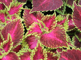 Pochvatec, Pokojová kopřiva 'Main Street Hollywood Boulevard' - Coleus blumei 'Main Street Hollywood Boulevard'