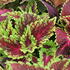 Coleus blumei 'Main Street Hollywood Boulevard'_1.JPG