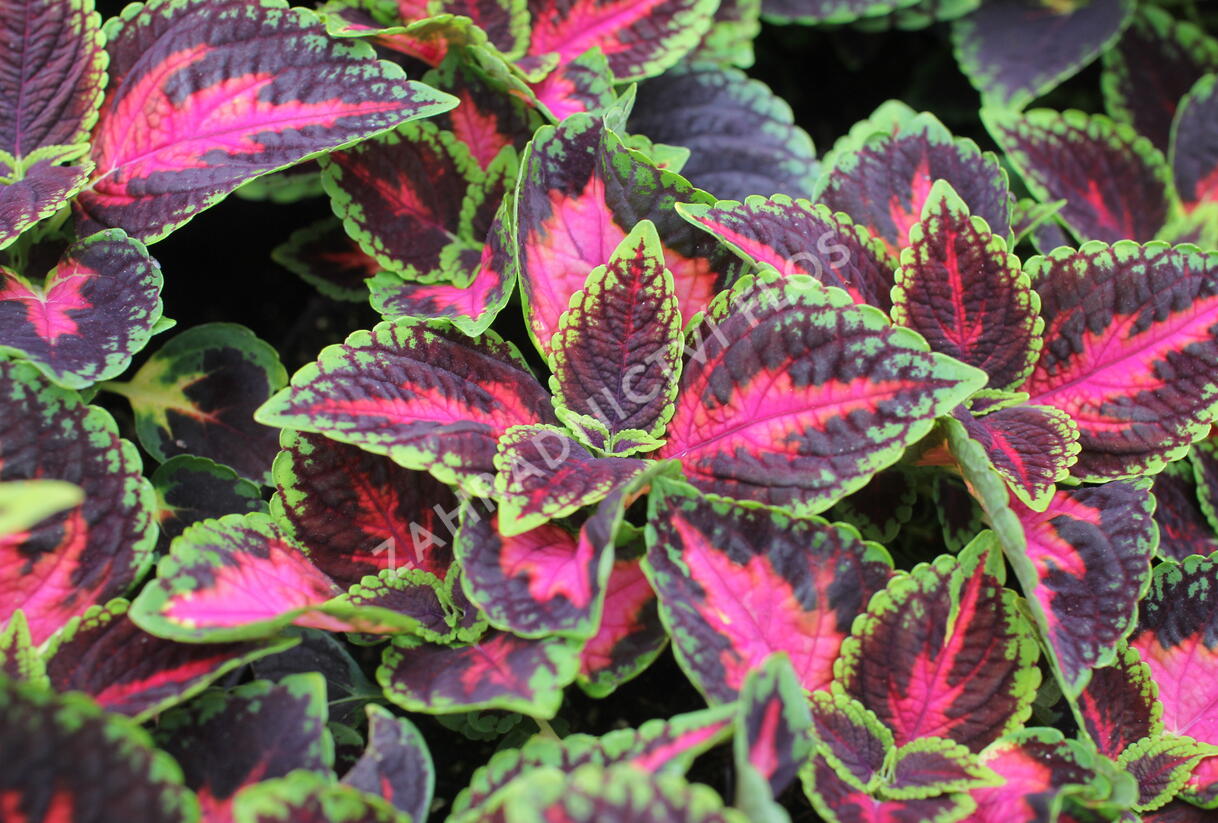 Pochvatec, Pokojová kopřiva 'Main Street Orchard Road' - Coleus blumei 'Main Street Orchard Road'