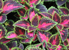 Pochvatec, Pokojová kopřiva 'Main Street Orchard Road' - Coleus blumei 'Main Street Orchard Road'