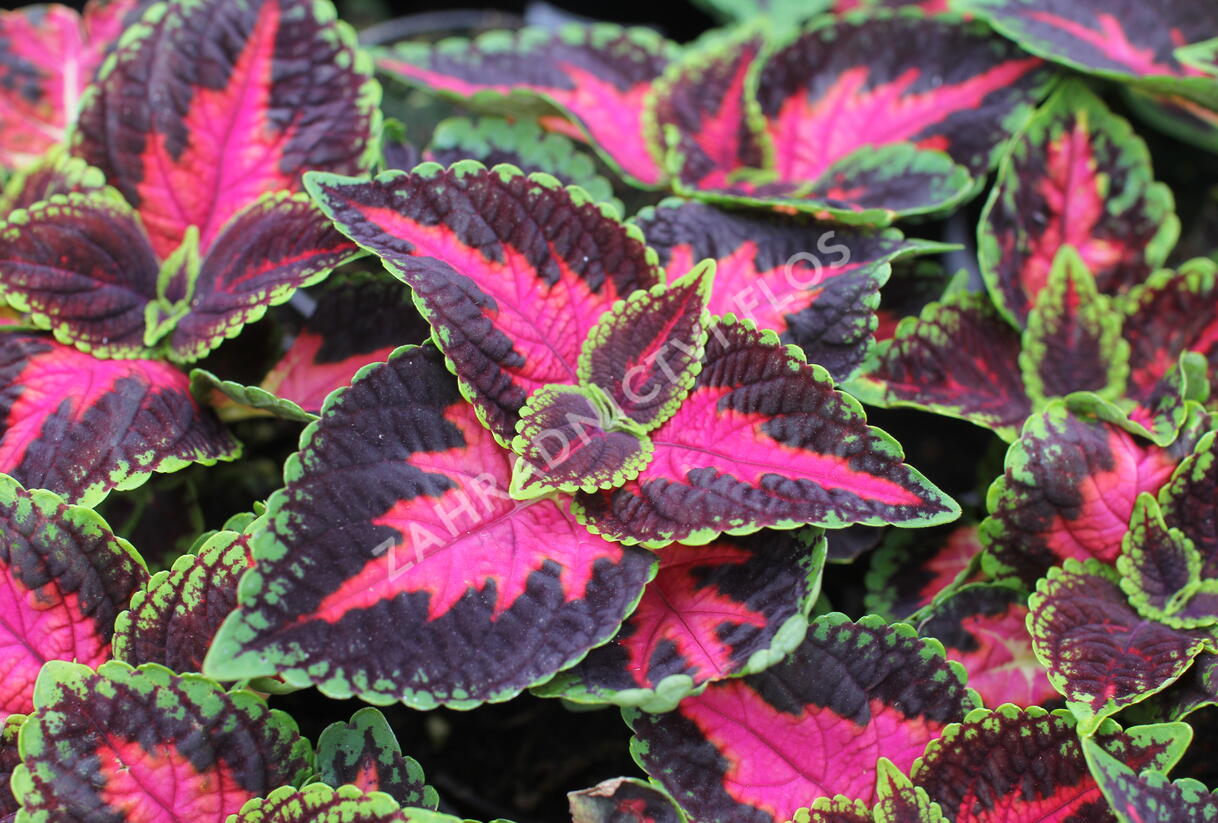 Pochvatec, Pokojová kopřiva 'Main Street Orchard Road' - Coleus blumei 'Main Street Orchard Road'